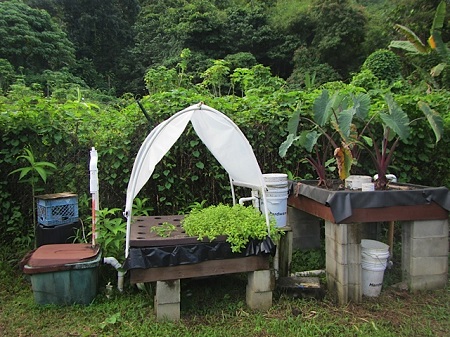 Aquaponics