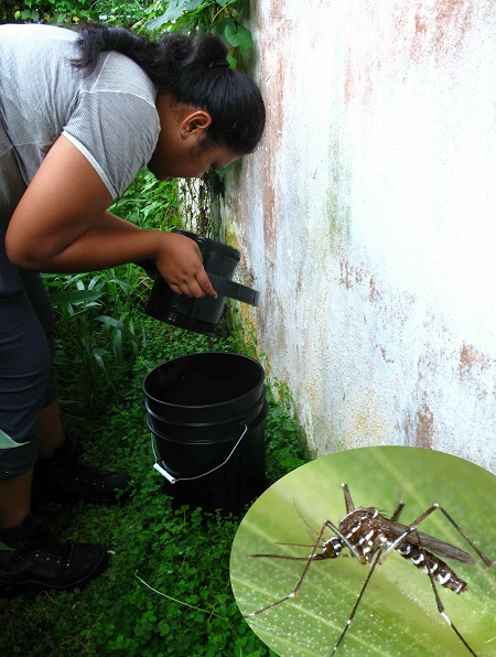 Mosquito Trap