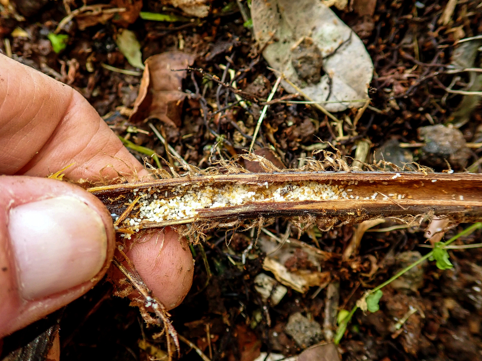 Colony of little fire ants